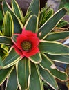 Neoregelia carolinae or Blushing Bromeliad is a species in the genus Neoregelia