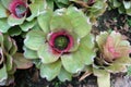 Neoregelia carolinae in the garden