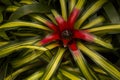 Neoregelia carolinae `Tricolor`, Blushing Bromeliad.