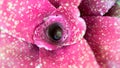 Neoregelia Close up Royalty Free Stock Photo