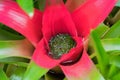 Neoregelia compacta Bromeliad plant with water flooding red green leaves in Tasmania