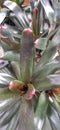 Neoregelia cruenta plants Royalty Free Stock Photo