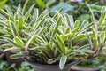 Neoregelia Fireball variegata, an unclassified species of Neoregelia