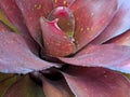 Neoregelia is a genus of epiphytic flowering plants in the family Bromeliaceae, subfamily Bromelioideae