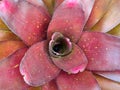 Neoregelia is a genus of epiphytic flowering plants in the family Bromeliaceae, subfamily Bromelioideae