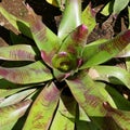 Neoregelia johannis Royalty Free Stock Photo