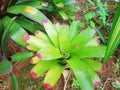 Neoregelia johannis is a species of flowering plant in the genus Neoregelia