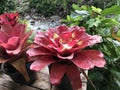 Neoregelia plant.