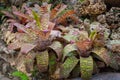 Neoregelia plant, Bromeliaceae in the rock garden