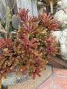 Neoregelia plant.