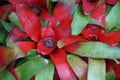 Neoregelia, plant with red and green leafs