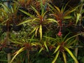 Neoregelia sapiatibensis plants in the garden, close-up view