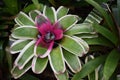 Neoregelia variegated flower