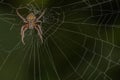 Neoscona Crucifera Spider Royalty Free Stock Photo