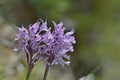 Neotinea commutata var. angelica, Crete