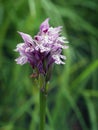 Neotinea tridentata, the three toothed orchid