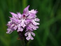 Neotinea tridentata, the three toothed orchid