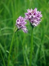 Neotinea tridentata, the three toothed orchid