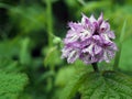 Neotinea tridentata, the three toothed orchid