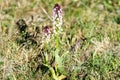 Neotinea ustulata, burnt-tip orchid Royalty Free Stock Photo