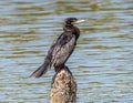 Neotropic Cormorant