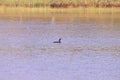 Neotropic Cormorant Bird