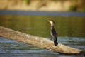 Neotropic Cormorant on Log in River