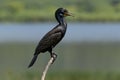 Neotropic cormorant Nannopterum brasilianus, great cormorant is perching on wooden branch Royalty Free Stock Photo