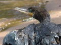 Neotropic cormorant or olivaceous cormorant Royalty Free Stock Photo