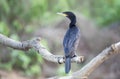 Neotropic cormorant perched on a tree branch