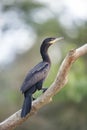 Neotropic cormorant perched on a tree branch