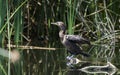 Neotropic Cormorant wading bird, Arizona