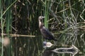 Neotropic Cormorant, Sweetwater Wetlands Tucson Arizona, USA