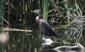 Neotropic Cormorant, Sweetwater Wetlands Tucson Arizona, USA