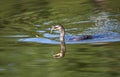 Neotropic Cormorant Phalacrocorax brasilianus feeding on a fish Royalty Free Stock Photo