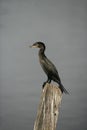 Neotropic cormorant, Phalacrocorax brasilianus Royalty Free Stock Photo