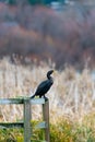 Neotropic Cormorant resting at lakeside