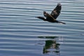Wildlife: Neotropic Cormorant is used for fishing by the Uru Tribe Royalty Free Stock Photo