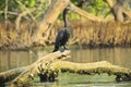 Neotropic cormorant sitting on a log