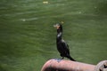 Neotropic Cormorant in Trinidad Royalty Free Stock Photo