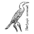 Neotropic cormorant - vector illustration sketch hand drawn with