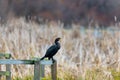 Neotropic Cormorant resting at lakeside