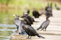 Neotropic Cormorants Royalty Free Stock Photo