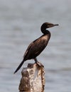 Neotropical Cormorant