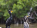 The neotropical cormorant Phalacrocorax brasilianus or also called Diving Duck