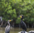 The neotropical cormorant Phalacrocorax brasilianus or also called Diving Duck