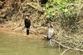 Neotropical Cormorant on the River Costa Rica