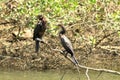 Neotropical Cormorant on the River Costa Rica