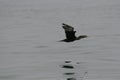 Neotropical cormorant sitting flying over ocean Royalty Free Stock Photo