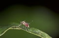 Neotropical female mosquitoe